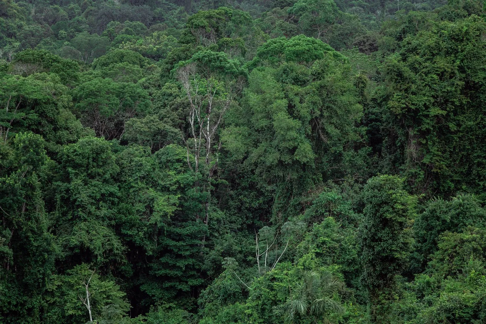 Photo de Parc national du Banco, Parcs et nature à Attécoubé, Abidjan.