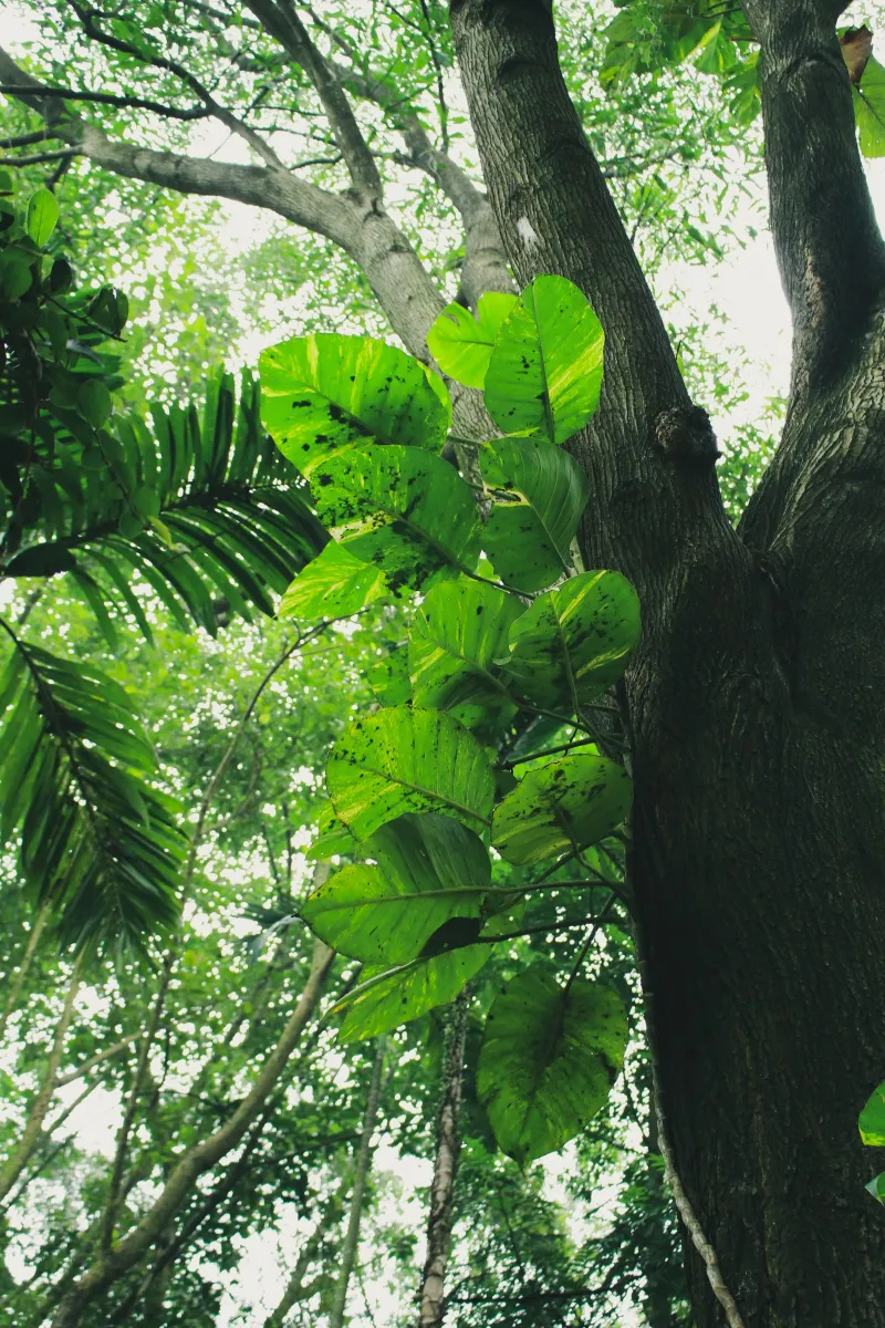 Photo de Jardin botanique de Bingerville, Parcs et nature à Bingerville, Abidjan.